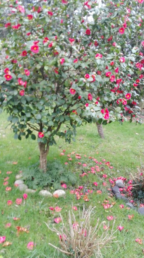 B&B El Jardin De Aes Puente Viesgo Luaran gambar